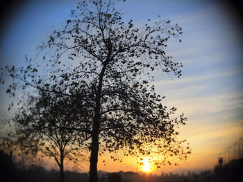 Low angle view of silhouette tree against sky during sunset