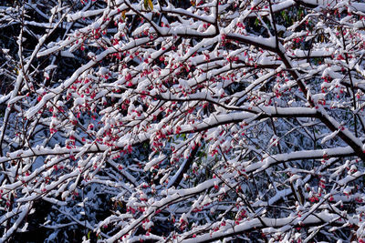 Close-up of snow covered tree