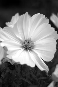 Close-up of white flower