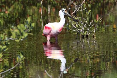 Bird in a lake