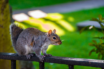 Squirrel outdoors