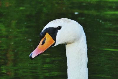 Close-up of swan swimming in lake