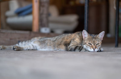 Portrait of cat lying on footpath