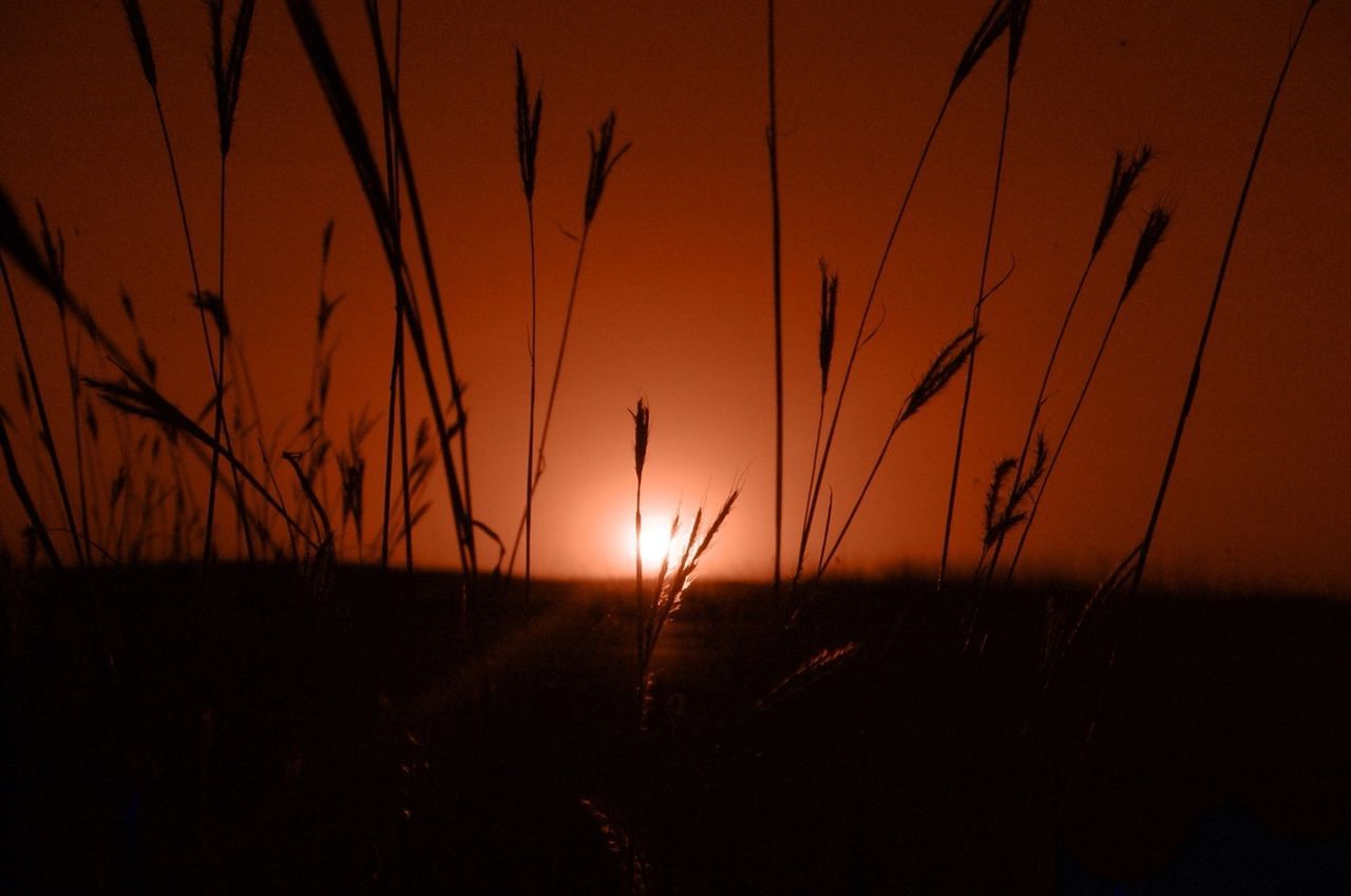 sunset, sun, silhouette, orange color, tranquility, tranquil scene, scenics, beauty in nature, nature, sunlight, idyllic, plant, landscape, back lit, grass, field, outline, clear sky, growth, dark