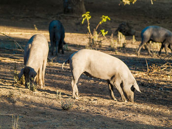 Horses grazing on field