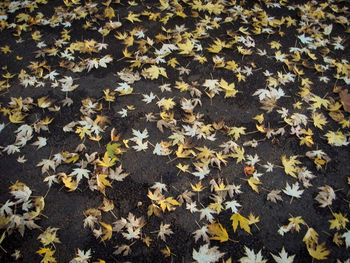 High angle view of maple leaves