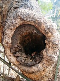 Close-up of tree