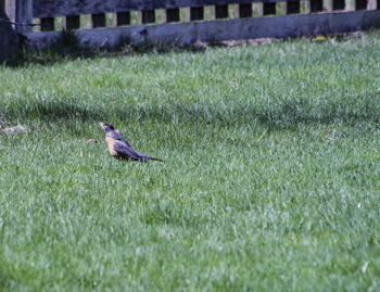 View of bird on field