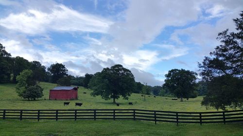 Scenic view of field against sky