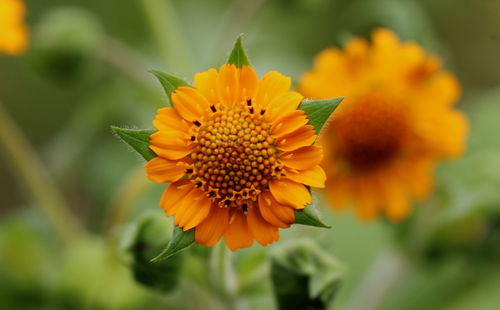 Close-up of orange flower