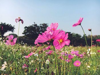 Close-up of pink cosmos blooming on field against sky