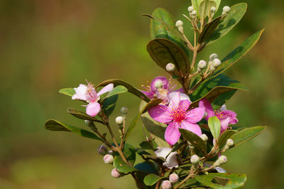 Close-up of pink flowering plant