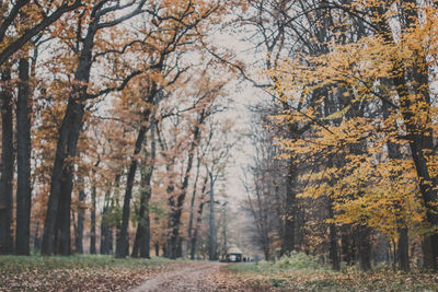 Road amidst trees in forest during autumn