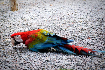 Close-up of bird
