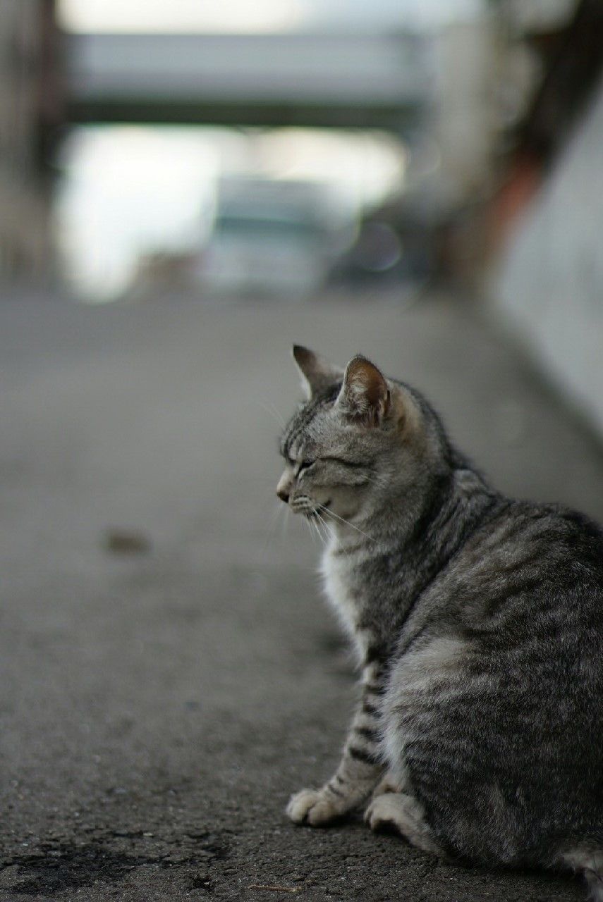 domestic cat, one animal, pets, animal themes, cat, domestic animals, mammal, feline, whisker, indoors, focus on foreground, relaxation, sitting, looking away, selective focus, close-up, full length, side view, alertness, no people