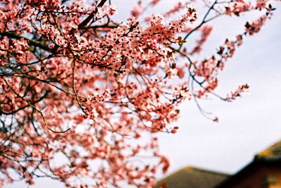 Close-up of cherry blossoms