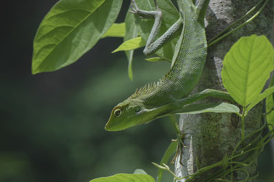 Close-up of lizard on tree