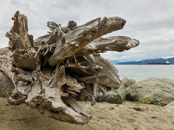 Dead tree against cloudy sky