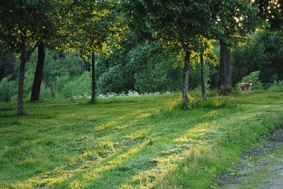 Trees on field in forest