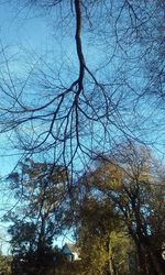 Low angle view of bare tree against sky