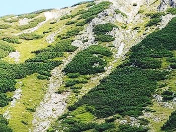 High angle view of trees in forest