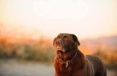 Close-up of dog against sky during sunset