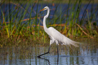 Bird by grass in lake