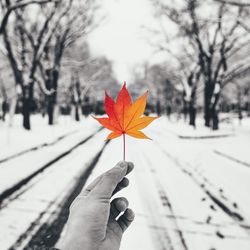 Close-up of person holding maple leaf