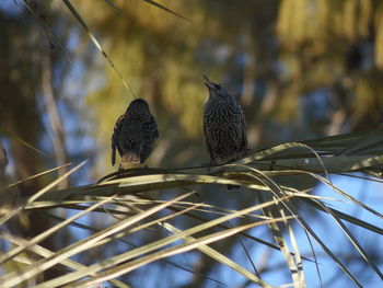 Low angle view of birds perching on tree