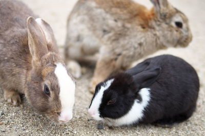 Close-up of rabbits on ground