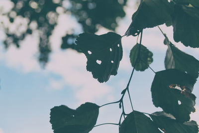 Low angle view of silhouette plant against sky