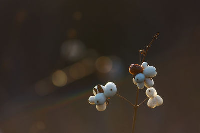 Close up of decoration