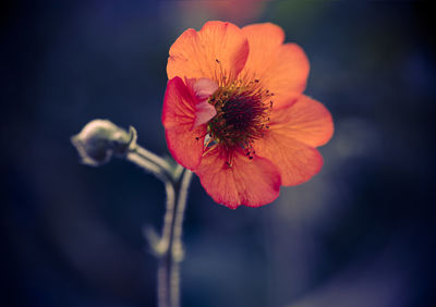 Close-up of red rose flower