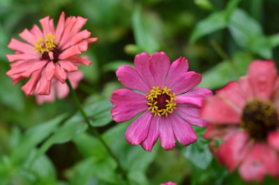 Close-up of pink flowering plants