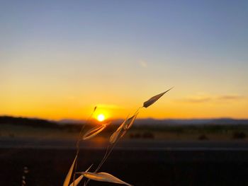 Close-up of silhouette plant against sky during sunset