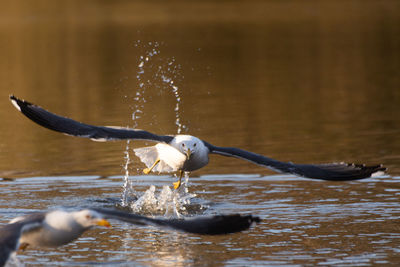 Bird flying over lake