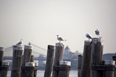 Low angle view of seagulls perching on wooden post