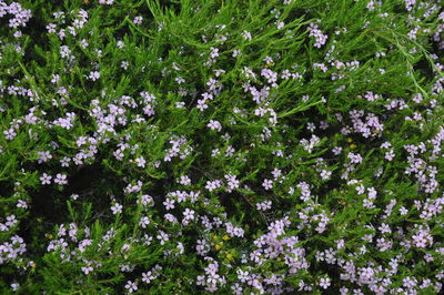 Flowers growing on plant