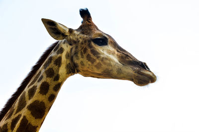 Close-up of giraffe against clear sky