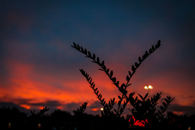 Low angle view of silhouette plants against sunset sky