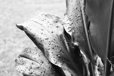 Close-up of raindrops on wet windshield