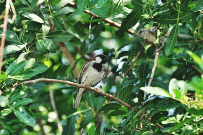 Bird perching on a tree