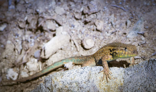 Close-up of lizard