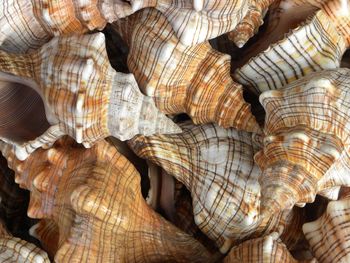 Full frame shot of seashell