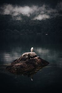 Bird perching on a lake