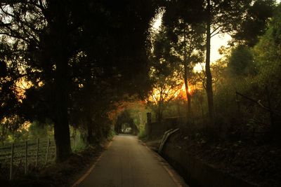 Trees in sunlight