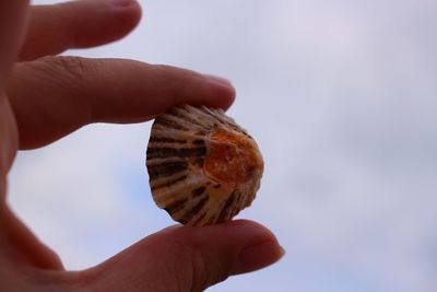 Cropped image of hand holding seashell against sky