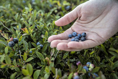Close-up of hand holding plant