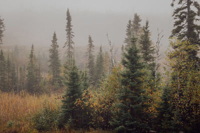 Trees on field in forest against sky