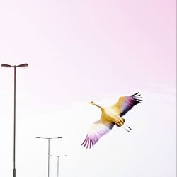 Low angle view of bird flying against sky